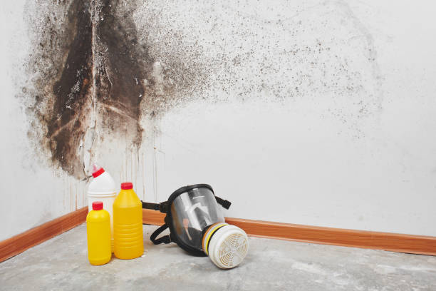 Best Residential Mold Remediation in St Peters, MO