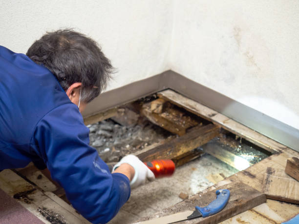 Best Bathroom Mold Remediation in St Peters, MO