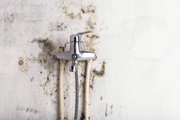 Best Localized Mold Remediation (e.g., coastal areas, humid climates) in St Peters, MO