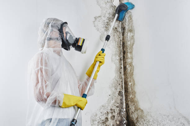 Best DIY Mold Remediation Support Services in St Peters, MO