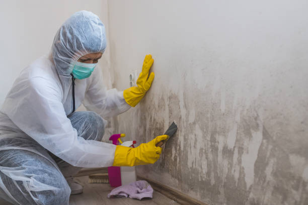 Best Localized Mold Remediation (e.g., coastal areas, humid climates) in St Peters, MO