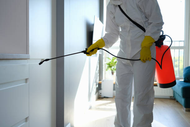 Best Post-Flood Mold Remediation in St Peters, MO