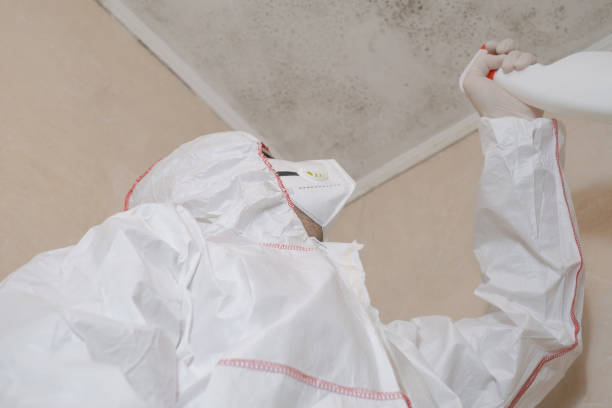 Best Emergency Mold Remediation in St Peters, MO