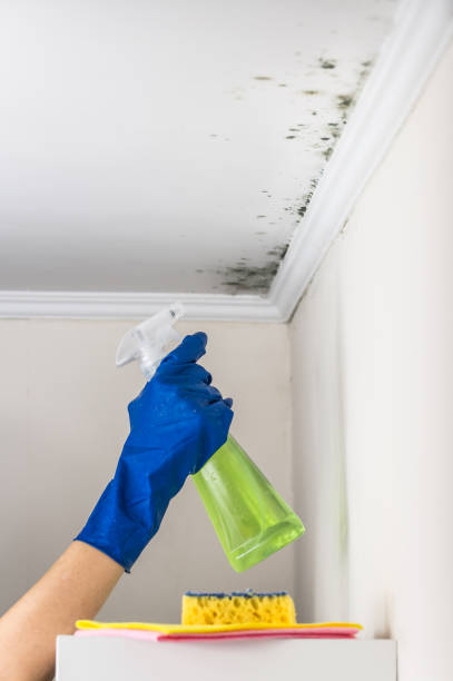 Best Kitchen Mold Remediation in St Peters, MO